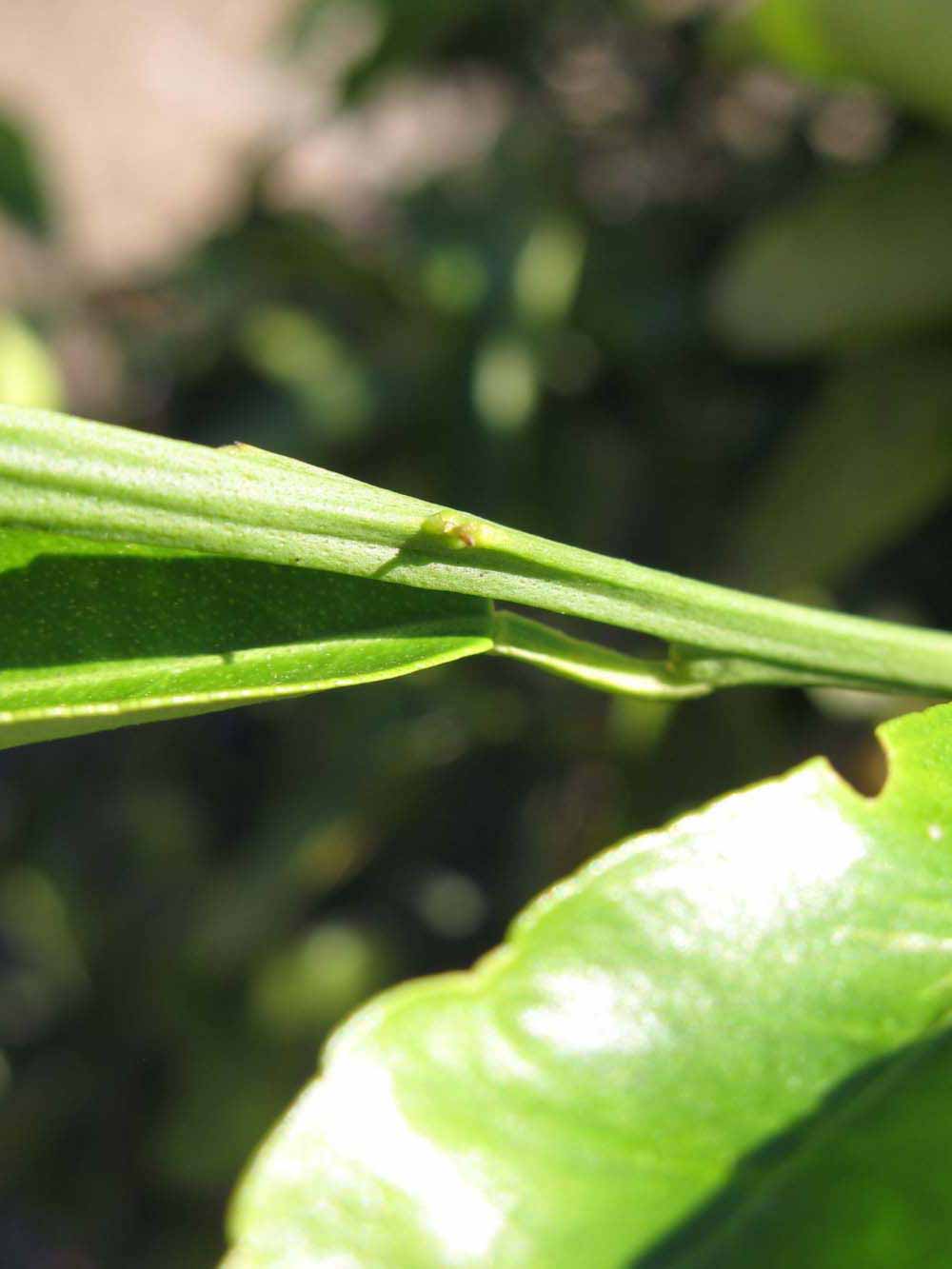            First year twig (Winter Haven, FL)   